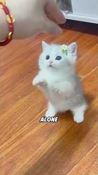 😻 Munchkin cats: Exploding with cuteness! 🐱💥#animals #science #lovestory #pets #kitty