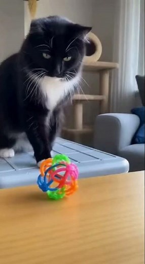 Funny cat fails #cat #catfails #funnyfails