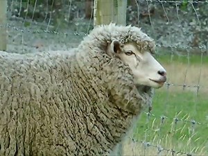 Wild About Animals Season 10 Episode 1