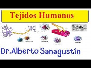 Tejidos humanos: introducción | Histología-Biología Tisular