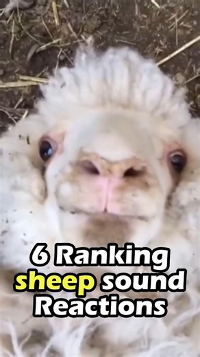 Sheep Sounds From Cute to Chaotic 🐑