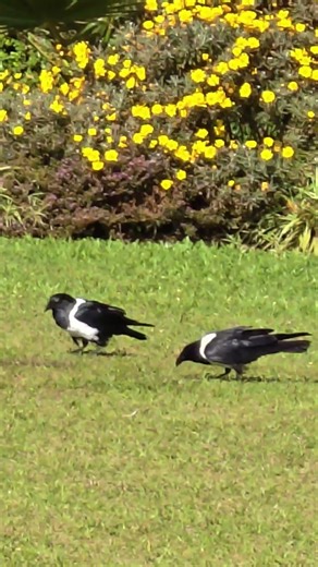 Crows Going Wild: Epic Garden Fight Breaks Out During Feasting.