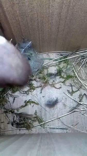 Curious Tree Sparrow checks out this nest box. What is it looking for? 🤔 #wildlife #birdwatching #nature #nestbox #bird #birds #treesparrow #sparrow #cuteanimals #livecam #nestboxlive | Nest Box Live