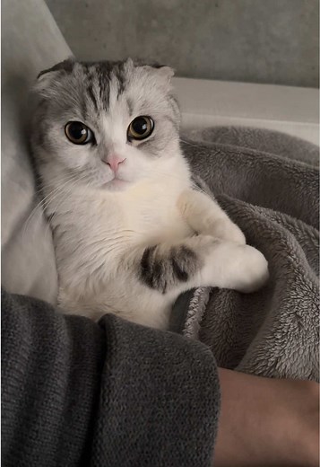 😽&☺️#cat #猫 | cat