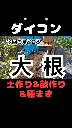 【ダイコン】の土作りと種まき #家庭菜園 #shorts #大根 #切抜き