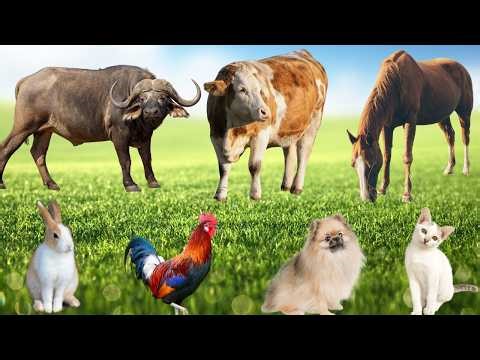 Farm Animal Care: Cow, Dog, Cat, Goat, Duck, Buffalo, Horse, Rabbit, Chicken-Farm Life