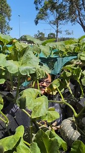 1.4M views · 51K reactions | WOW such a BIG pumpkin #hindi #pumpkin | Himynameispriya | Facebook