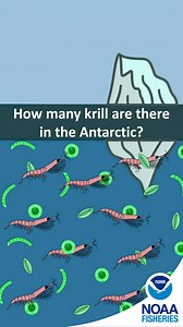 400 quadrillion krill? Try saying that four times fast. NOAA scientists on the West Coast have been studying krill in the Southern Ocean each year for the past 40 years to help determine how much krill fishermen can catch in areas where penguins and seals feed while raising their young. Instead of surveying krill from ships, now we use cost-effective autonomous gliders. Photo credits: NOAA Digital Collection and NOAA Fisheries Animations: Jen Walsh (NOAA Fisheries) and Su Kim (NOAA Fisheries) | 