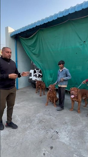 Giant FRENCH MASTIFF Dogue de Bordeaux PUPPIES | Meet The Breeder!
