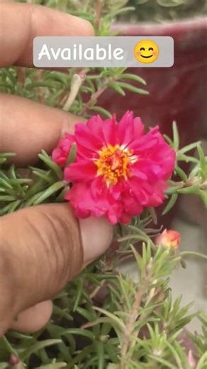 Portulaca grandiflora #portulaca #portulacaflower #farming