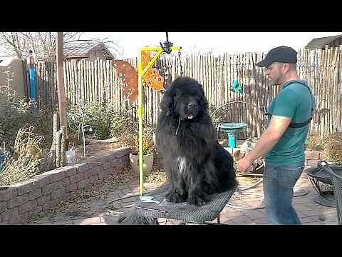 Grooming a Newfoundland: Line Combing