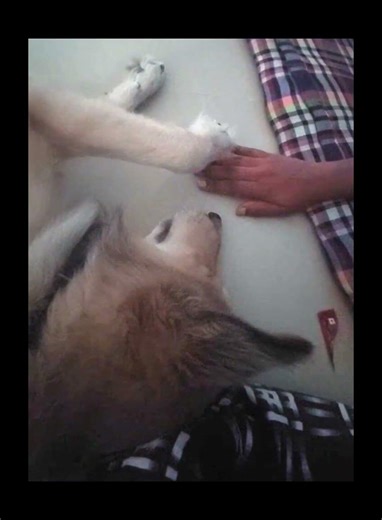 Rocky’s Hand Trick 🐾 #viral #cutepuppy #dogshorts #puppylove #dogslife #rocky