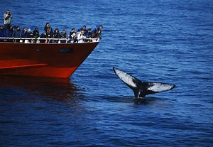 Reykjavík Classic Whale Watching | Elding Adventure at Sea