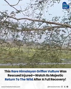 26K views · 136 reactions | A Himalayan griffon vulture, one of the...