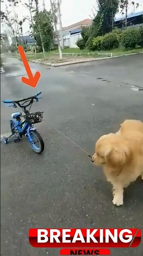 Dog Rides a Bike for the First Time — Unbelievable!