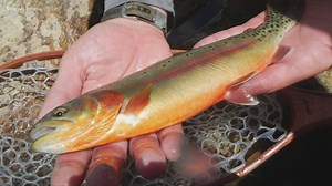You'll soon be able to catch golden trout at this Colorado state park