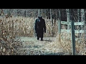 The Michigan Dogman Has Been Caught On Camera, Here's The Incredible Evidence