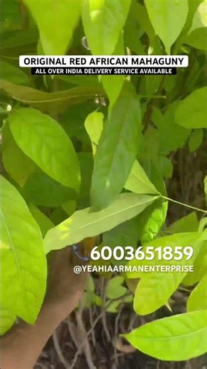 AFFORDABLE PRICE OF RED AFRICAN MAHAGUNY #agriculture #farmingtips #farming #agriculturebusiness
