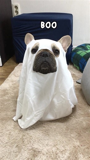 Disturbing Griffin Frenchie Footage - Viewer Discretion Advised