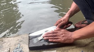 Process Cutting Tilapia Fish On Edge Stock Footage Video (100% Royalty-free) 3419647079 | Shutterstock