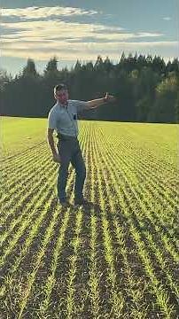 Alternating Bareroot Fields with Rye Cover Crop Benefits