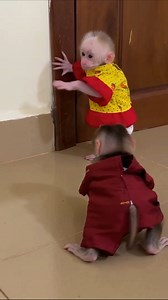 Chichi Sweetiest Warm Kisssing Baby Linda Till Shy - Cute Monkey Home20➡️Video Please check here https://www.monkeydodo.info/.../chichi-sweetiest-warm.../ | Monkey Wild