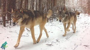 838K views · 14K reactions | Highlights from a camera set-up in a...