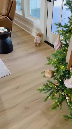 Smart Toy Poodle Puppy Potty Training Tips