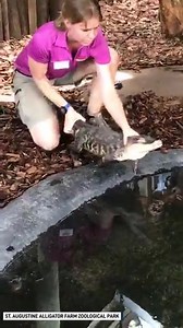 56M views · 180 reactions | The Chicago alligator "Chance the...