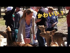 Playing with deer! Nara Park Foreign tourists Deer in Nara Park Funy Cute animals