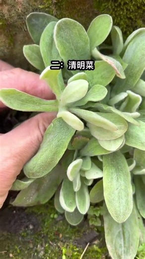 Early Spring's 5 Must-Try Wild Vegetables: Don't Miss the Field's Hidden Treasures