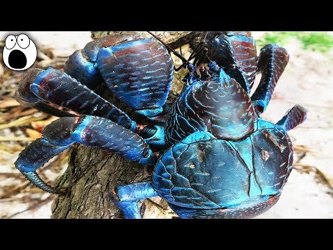 Top 10 AMAZING Creatures with Special Superpower Abilities