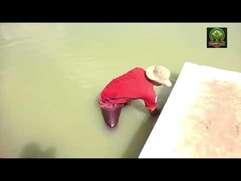 The Freshwater King: How Catfish Farming Turns Mud into Millions