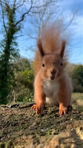 This beautiful red squirrel was filmed by award-winning Island photographer and filmmaker Sienna Anderson! | Isle of Wight Radio