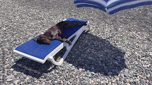 Dog is sleeping in the chaise lounge under umbrella on the sea beach