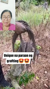 Unique na paraan ng marcotting Take note:correction marcotting po ang method na ito hindi grafting now ko lang napansin sa voice over at caption #marcottin #inspiring #informative #unique #method #planting #tree #fruits | Shirley Chavez Mendoza