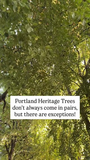 Why stop and see one of Portland’s famed Heritage Trees when you can see two?! | Portland Nursery