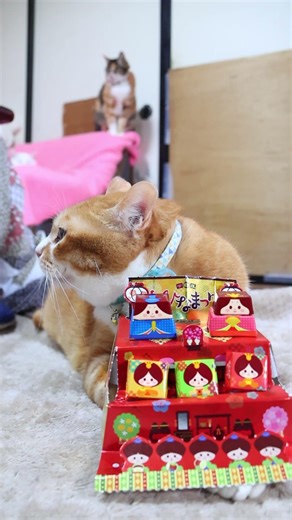 ビッグチロル＜ひなまつり＞ 260303 #のせ猫 #チロル #ひなまつり #cat #cute #ねこ #ネコ #猫のいる暮らし #猫 #cutecat #kitten