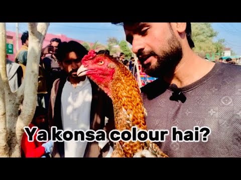 Multan murga mandi current situation on Friday