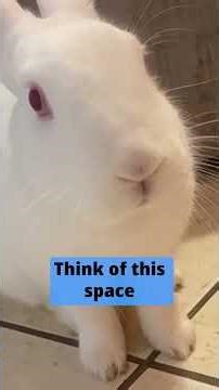 Keep Your Bunny Safe from Scary Firework Noises #rabbit #bunny #cutebunny