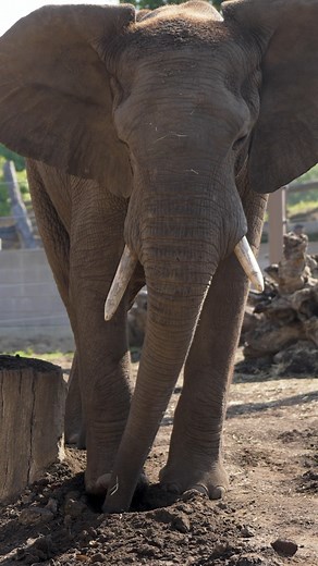 74K views · 3.8K reactions | Saturdays are for the boys  The elephant boys at the Zoo had a trunk-load of fun digging for buried treats. Our expert wildlife care teams provide them with dynamic experiences like these to encourage natural foraging skills, hiding snacks marked with scents like cinnamon so they know exactly where to investigate. #elephants #sandiegozoo #diggingexperience | San Diego Zoo | Facebook
