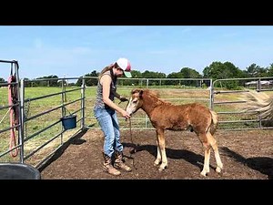 Foal Handling 101