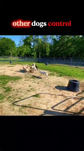 hacker dog ☠️ #usa #viral #edit #animals #wildlife