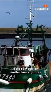 16K views · 111 reactions | Les poissons vont disparaître ?  | C'est pas sorcier | Facebook