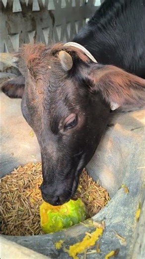 Cow Asmr #viralvideo #animals #coweating