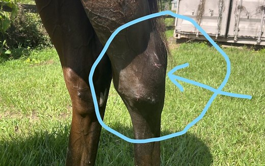 Horse Hock: What It Is And 7 Things You Need To Know