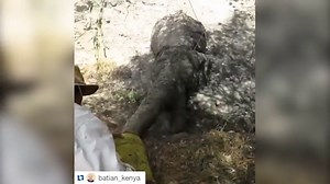 Rescue teams scramble to save an elephant trapped in the mud
