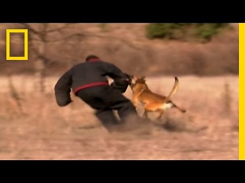 Dog Attack Styles | National Geographic