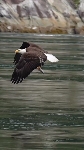 Eagle glides in and grabs fish. This is how the pros do it.
