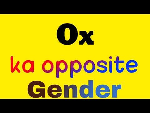 Ox ka opposite gender | Ox ka opposite word | opposite gender of Ox